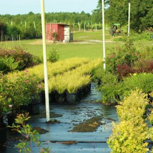 Robert Jones Nursery