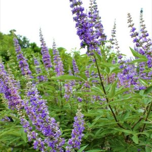 Robert Jones Nursery