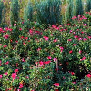 Robert Jones Nursery