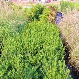 Robert Jones Nursery